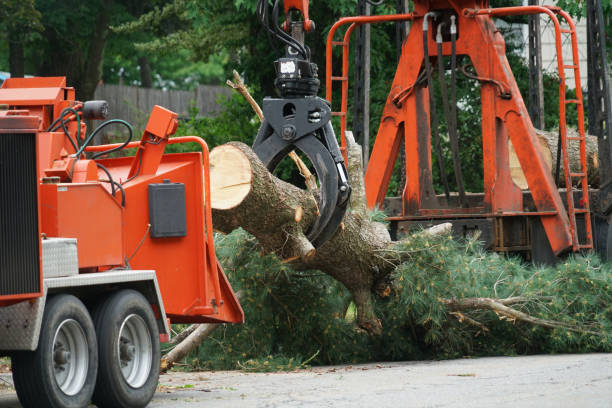 Best Tree Disease Treatment  in Bangor, WI